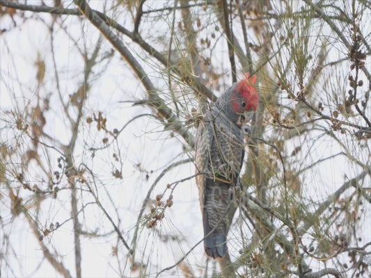 Gang-gang cockatoo - male feeding 4K