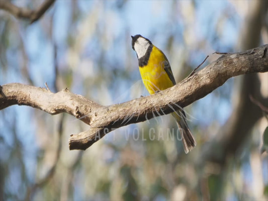 Golden whistler - male and female birds 4K