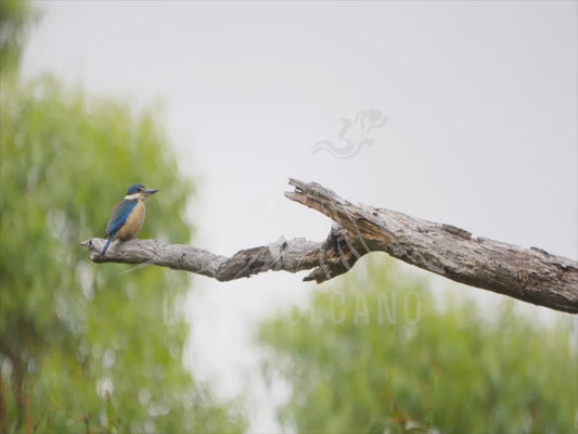 Sacred kingfisher - perched on a long branch 4K