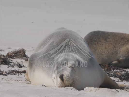 Australian sea lion - lounging on the beach sequence 4K