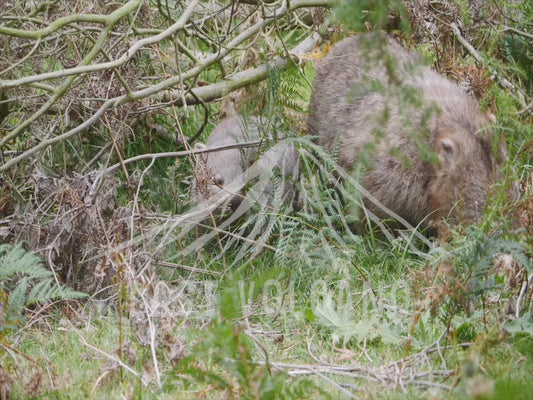 Common wombat - mother and joey eating 4K