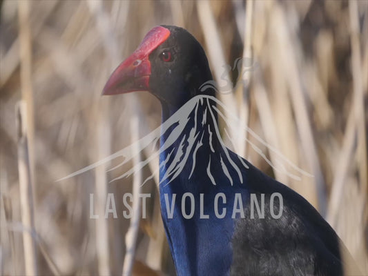 Australasian swamphen - close up 4K