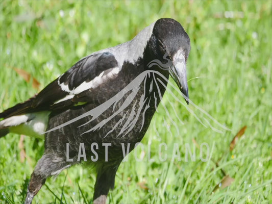 Australian magpie - catching worms 4K