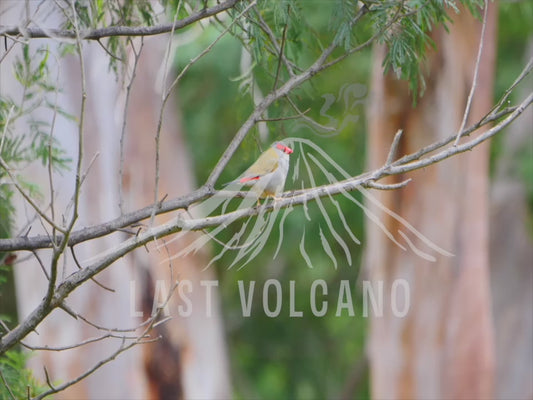 Red-browed finch - one bird perched on a branch 4K