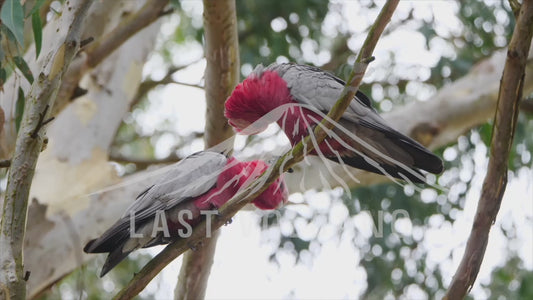 Galahs - two birds perched on a branch in the wind 4K