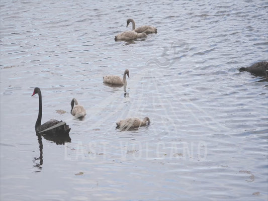 Black swan - 5 cygnets and adults 4K