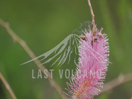 Bees - buzzing around and landing on a pink banksia 4K