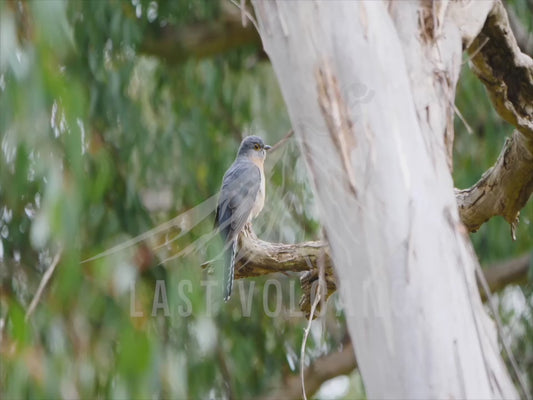 Fan-tailed cuckoo - sitting on a distant branch 4K