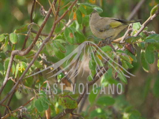 Brown honeyeater - bird flitting about in a shrub calling and eating 4K