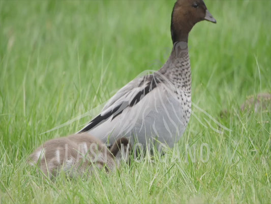 Australian wood duck - ducklings and adults in long grass sequence 4K