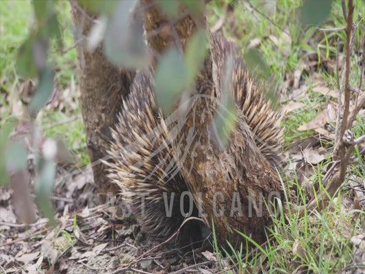 Short-beaked echidna - searching for food 4K