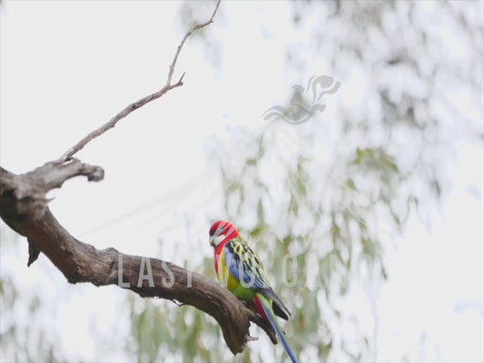 The eastern rosella is a rosella native to southeastern Australia and Tasmania. It has been introduced to New Zealand where feral populations are found in the North Island and in the hills around Dunedin in the South Island. 