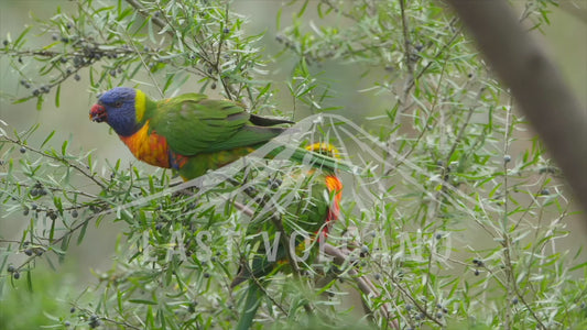 Rainbow lorikeets - eating berries 4K