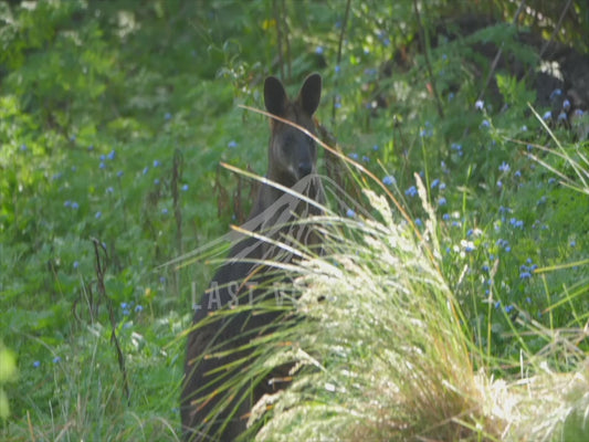 Swamp wallaby - seen through bushes close up 4K