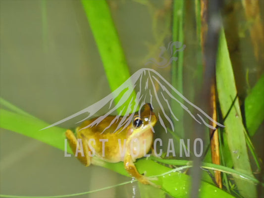 Southern brown tree frog - sitting still on a leaf in water 4K