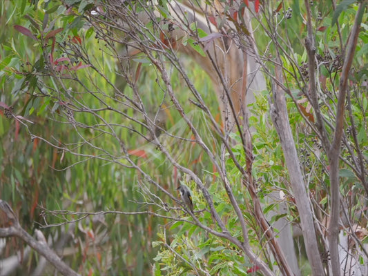 Crescent honeyeater - perched 4K