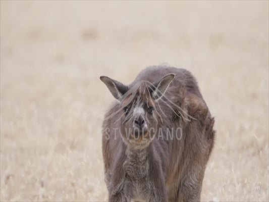 Kangaroo Island Kangaroo - grazing 4K