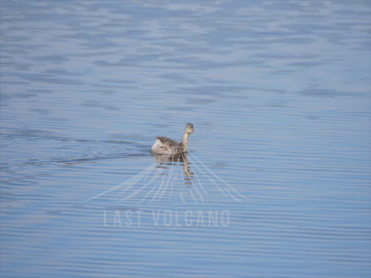 Hoary-headed grebe - 4K