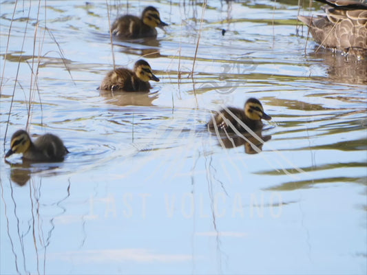 Pacific black duck - adult and ducklings swimming and running on land 4K