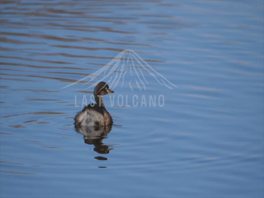 Australasian Grebe - floating on a lake 4K