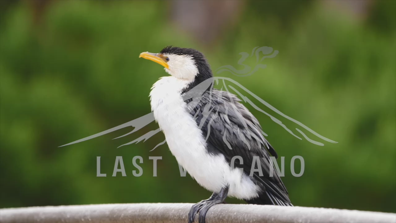 Little pied cormorant close up.  The little pied cormorant, little shag or kawaupaka is a common Australasian waterbird, found around the coasts, islands, estuaries, and inland waters of Australia.