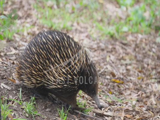 Short-beaked echidna Animal - crossing a track 4K