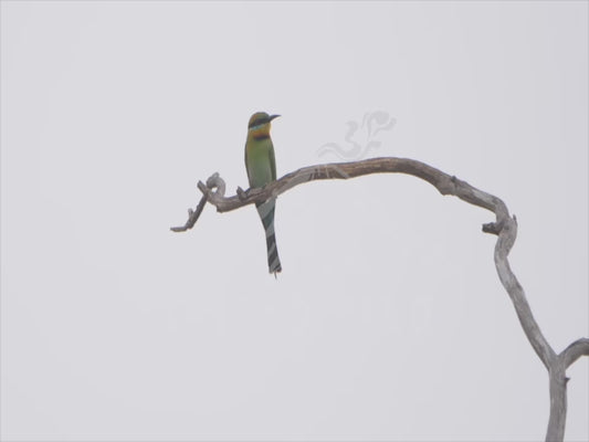 Rainbow bee-eater - perched on dead branches sequence 4K