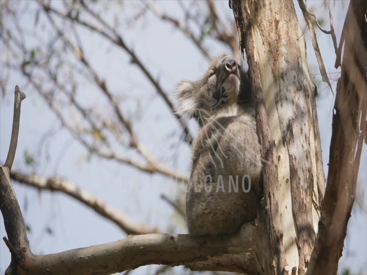 Koala - high in a tree 4K