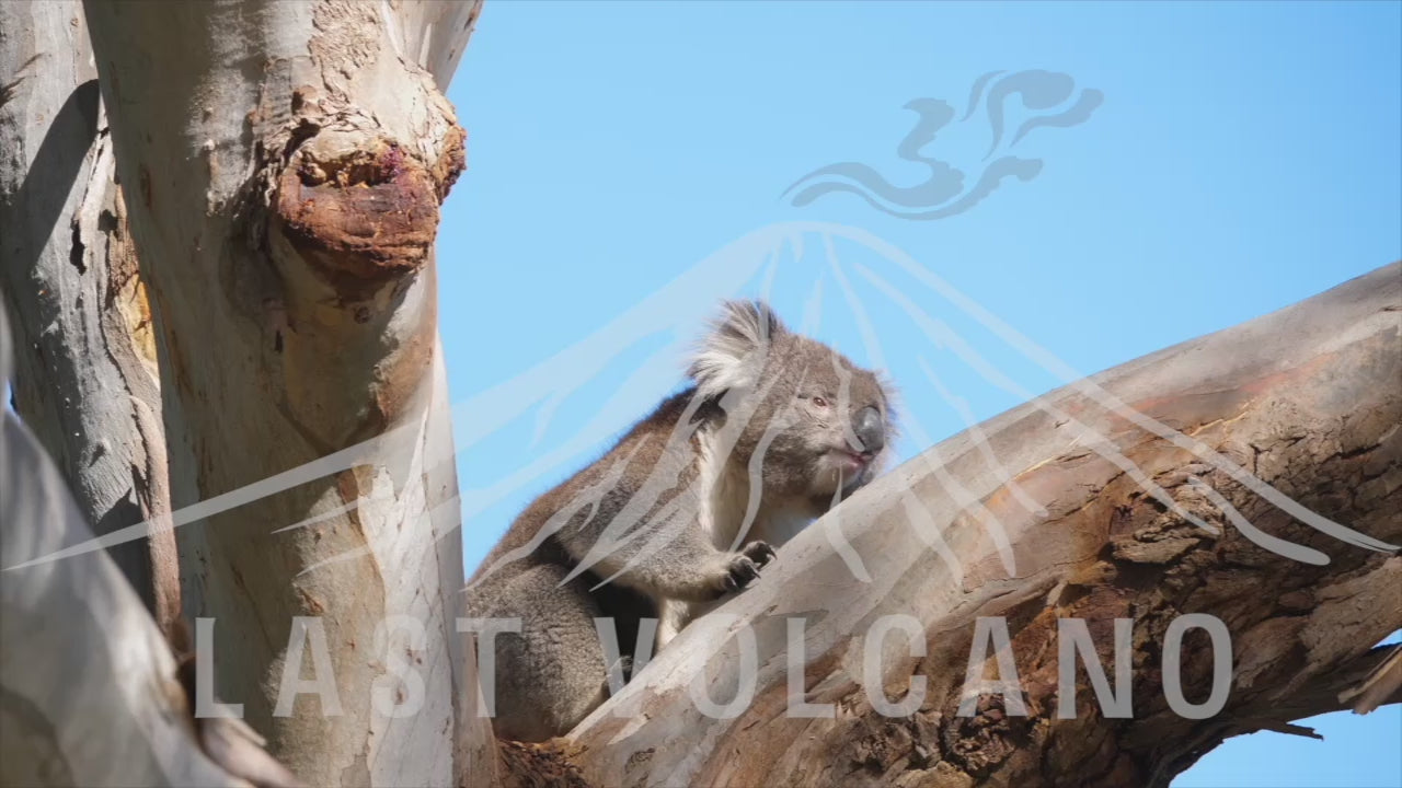 Koala male climbing a tree.