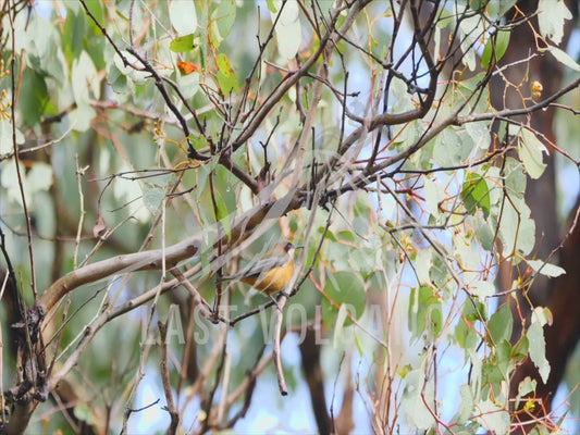 Eastern spinebill - bird in a tree 4K