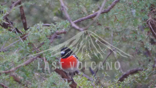 Scarlet robin - perched in a damp shrub 4K