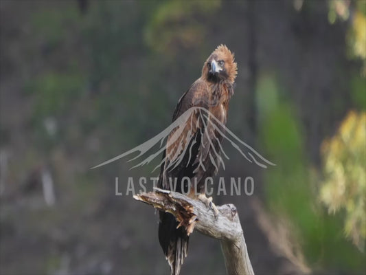 Wedge-tailed eagle - young eagle perched 4K