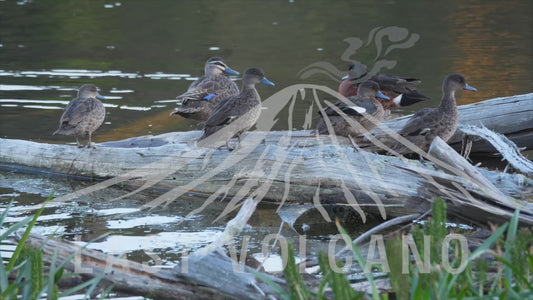 Chestnut teal -  ducks sitting on a log in a body of water 4K