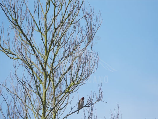 European goldfinch - sequence 4K