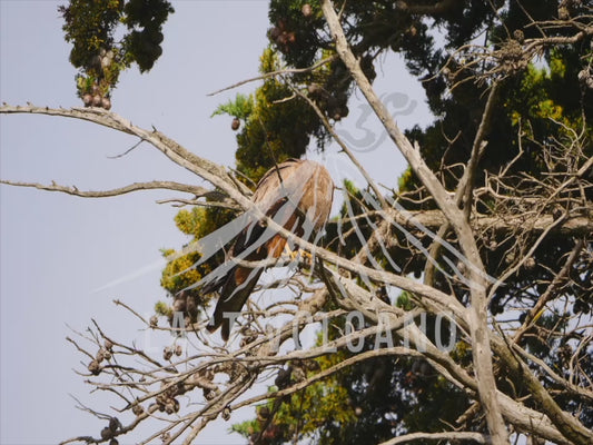 Black kite - perched on dead branches 4K