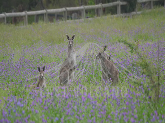 Eastern grey kangaroo - many kangaroos in a field of purple flowers 4K