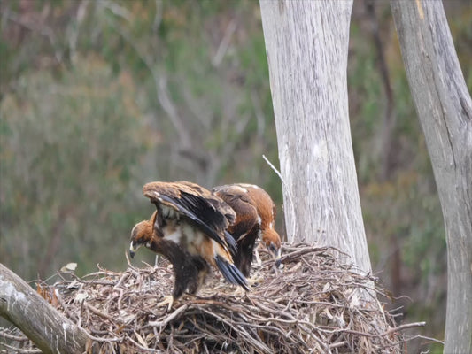 Wedge-tailed eagle - chicks attempting to fly sequence 4K