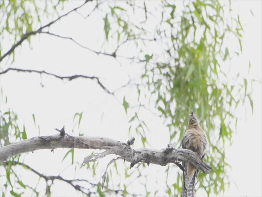 Fan-tailed cuckoo - calling 4K