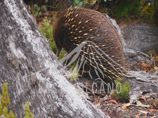 Short-beaked echidna - exploring and foraging for food 4K