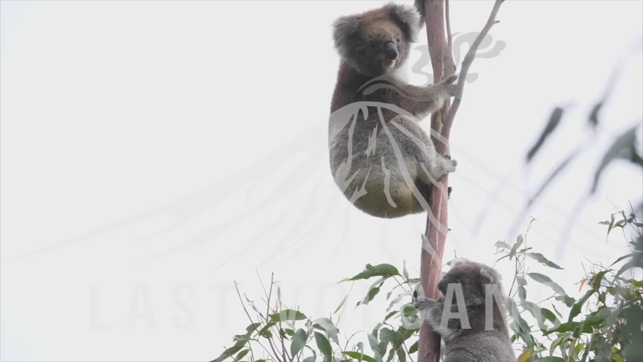 Koala joey and mother climb a thin tree together. The koala is an arboreal herbivorous marsupial native to Australia.