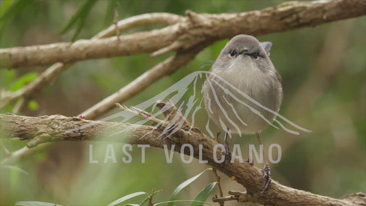 Superb fairywren female - close up 4K