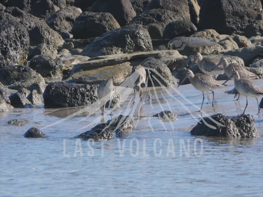 Bar-tailed godwit - birds in the shallows at the beach 4K