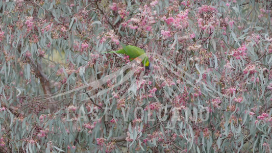 Rainbow lorikeet - feasting on pink blossom 4K