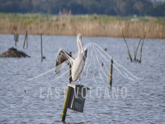 Pelican - perched on a nesting box 4K