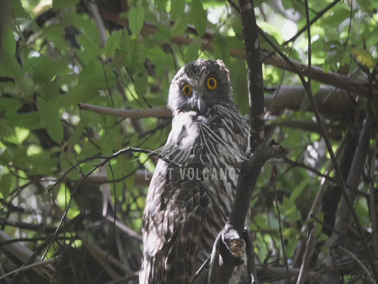 Powerful owl - perched and staring 4K