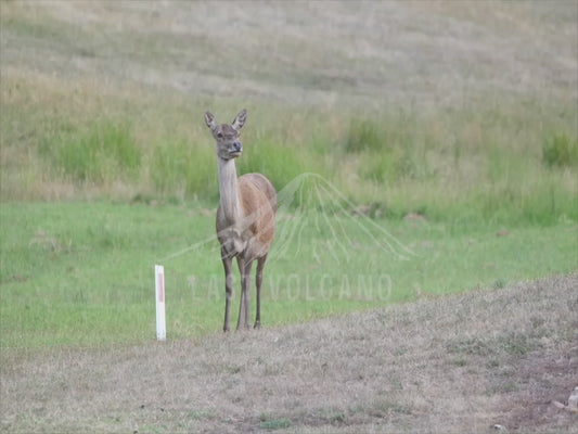 Red deer - doe in a field 4K