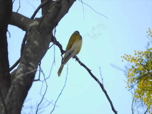 White-eared honeyeater - perched and watching 4K