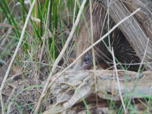 Short-beaked echidna - close up and walking through a low shrub 4K