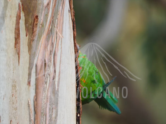 Rainbow lorikeet - two birds perched in a tree hollow 4K