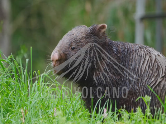 Common wombat - wet wombat close up sequence 4K